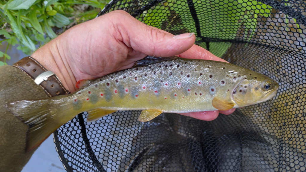 Photo of the last trout of the day